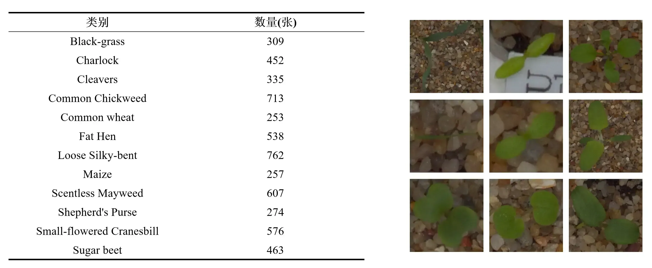 十二类植物幼苗的样本数量表与其中九类幼苗照片网格